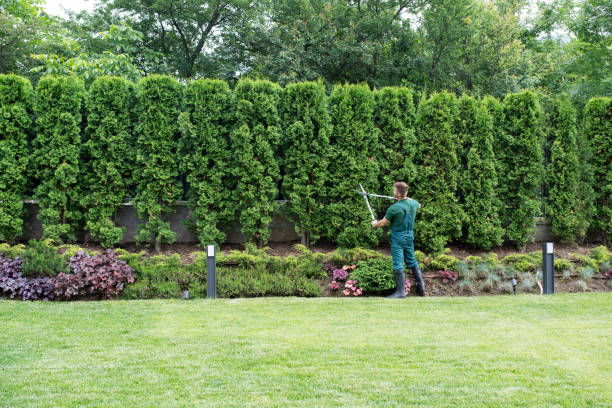 Best Lawn Fertilization Services  in USA